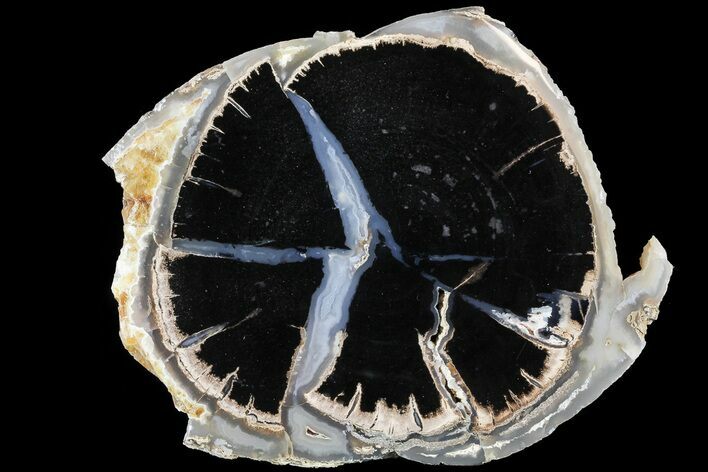 Blue Forest Petrified Wood Slab - Wyoming #74051